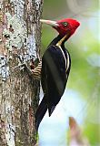 Pale-billed Woodpeckerborder=